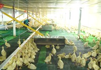 Chăn nuôi tuần hoàn giúp nông dân Bắc Giang không bỏ phí thứ gì từ vườn vào nông trại