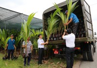 Bến Tre gửi tặng 10.000 cây giống ra Trường Sa