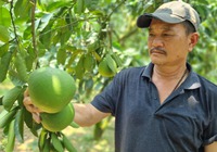 Trồng bưởi Diễn VietGAP, một HTX ở Hòa Bình thu 8 tỷ đồng mỗi năm