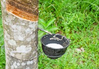 Giá cao su hôm nay 26/5: Giá cao su đã tăng trở lại