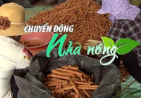 Chuyển động Nhà nông 26/5: Nhiều hộ trồng quế ở Lào Cai dừng khai thác vì giá vỏ quế giảm mạnh