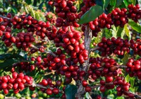 Giá cà phê hai sàn duy trì xu hướng trái chiều, cà phê nội quay đầu tăng 300 đồng/kg