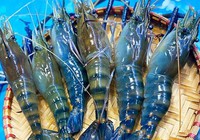Xuất khẩu tôm tiếp tục giảm mạnh, DN chờ "tiếp sức" từ gói tín dụng 10.000 tỷ đồng 