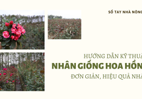 SỔ TAY NHÀ NÔNG: Kỹ thuật nhân giống hoa hồng cổ Sapa đơn giản, hiệu quả