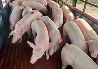 VNDirect: Giá lợn hơi trong 2 quý cuối năm có thể lên 62.000 - 65.000 đồng/kg