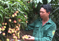 Vải sai quả chưa từng thấy, nông dân Xuân Quang ở Lào Cai phấn khởi vì được mùa được giá