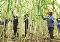 Dự báo giá đường sẽ tăng 12%, “vị ngọt” có đến với các doanh nghiệp mía đường?