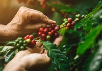 Robusta biến động nhẹ, cà phê nội giảm tiếp 100 đồng/kg