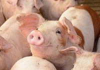 Giá lợn hơi hôm nay giảm đồng loạt, điều gì đang xảy ra?