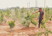 Muôn kiểu chống nắng cho cây trồng của nông dân Hà Nội