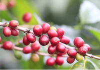 Giá cà phê điều chỉnh giảm phiên cuối tuần, cà phê nội quay đầu giảm 400 đồng/kg