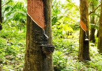 Giá cao su hôm nay 2/6: Giá cao su bật tăng mạnh toàn thị trường