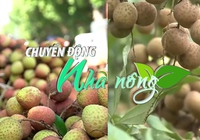 Chuyển động Nhà nông 3/6: Singapore - thị trường hấp dẫn của quả vải và nhãn tươi Việt Nam