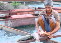 Hơn 1.000 tấn cá bè trên sông Cái, con nào con nấy to như bắp chân mà khách vẫn kén mua