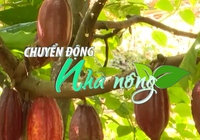 Chuyển động nhà nông 5/6: Bà Rịa-Vũng Tàu mở rộng diện tích cây cacao đáp ứng xuất khẩu