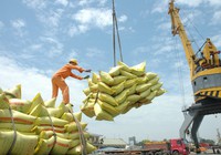 Nguồn cung giảm, giá lúa gạo neo rất cao