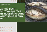 SỔ TAY NHÀ NÔNG: Một số loại bệnh thường gặp khi nuôi cá bằng công nghệ "sông trong ao"
