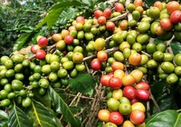 Giá cà phê hai sàn giảm mạnh, thị trường nội địa "lặng sóng", điều gì đang xảy ra?