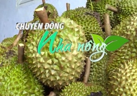Chuyển động Nhà nông 6/6: Sản xuất sầu riêng quy mô lớn, chất lượng cao để xuất khẩu
