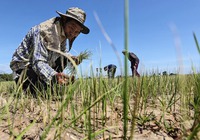 Clip: Sản lượng lúa gạo của Thái Lan năm nay dự báo giảm do El Nino