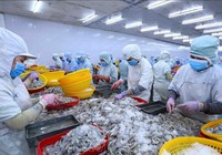 Giá tôm giảm đến 40%, Chủ tịch Thực phẩm Sao Ta 'hiến kế' giải quyết nút thắt