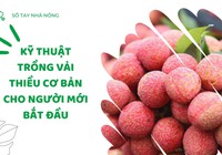 SỔ TAY NHÀ NÔNG: Kỹ thuật trồng vải thiều cơ bản cho người mới bắt đầu