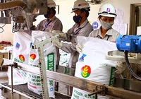 Giá phân bón có dấu hiệu tích cực, lợi nhuận các ông lớn DPM, BFC được dự phóng thế nào?