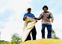 Xuất khẩu gạo tại Đồng bằng sông Cửu Long lập kỷ lục mới