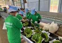 Hoàng Anh Gia Lai (HAG): Doanh thu tháng 8 tăng gần 50%, không công bố lợi nhuận