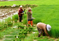 Clip: Sản lượng gạo Thái Lan có thể giảm hơn 3% do El Nino