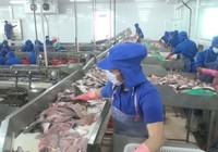 Doanh nghiệp thủy sản vẫn khó tiếp cận với gói tín dụng 15.000 tỷ