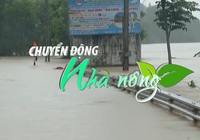 Chuyển động Nhà nông 27/9: Mưa lớn nhiều giờ liền, thủy điện ở Nghệ An đồng loạt xả lũ