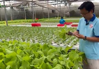 Trồng rau thủy canh công nghệ cao, hợp tác xã tại TP.HCM thu 5 tỷ mỗi năm