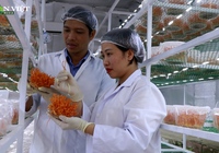 Nuôi cấy đông trùng hạ thảo trên nhộng tằm, giá bán đến 100 triệu đồng/kg