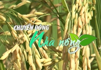 Chuyển động Nhà nông 27/2: Tỷ lệ cơ giới hóa trong sản xuất lúa của Hải Dương đứng đầu vùng đồng bằng sông Hồng