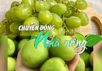 Chuyển động Nhà nông 26/2: Ninh Thuận phấn đấu đến năm 2030 sẽ xuất khẩu 20.000 tấn nho, táo