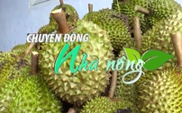 Chuyển động Nhà nông 15/6: Khuyến cáo không thu hoạch sầu riêng chưa đạt độ chín