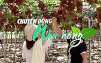 Chuyển động Nhà nông 17/6: Phát triển giá trị cây nho và sản phẩm từ nho tỉnh Ninh Thuận