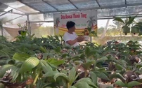 Làm chơi ăn thật, nông dân Sài Gòn rủng rỉnh tiền từ dừa bonsai độc đáo