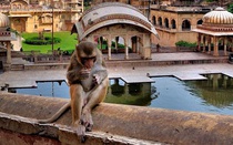 Sửng sốt trước vẻ đẹp của ngôi đền dành cho loài khỉ