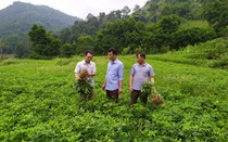 Lào Cai: Vùng cao Bắc Hà nhân rộng cây "giảm nghèo" lạc đỏ, trồng cây dược liệu quý