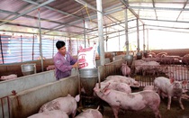 Chủ động đàn lợn nái, các "ông lớn" bán hàng nghìn con lợn mỗi ngày