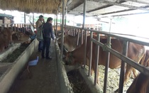 Lâm Đồng tạo sinh kế cho người nghèo, từ 29 con bò "đẻ ra" 94 con, góp phần đẩy lùi tín dụng đen