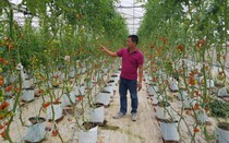 Ứng dụng hiệu quả chuyển đổi số trong nông nghiệp, Hà Nội "bứt tốc"
