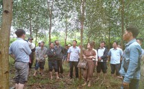Hỗ trợ tối đa chương trình phát triển trồng rừng gỗ lớn