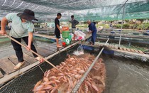 Quảng Nam: Duy Xuyên liên kết sản xuất theo chuỗi giá trị nông sản, phát triển nông nghiệp bền vững