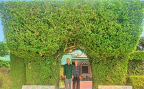 Cổng nhà, hàng rào nông thôn mới trồng cây duối cổ hàng trăm năm trên quê hương cố Tổng Bí thư Trần Phú