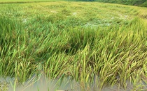Hàng nghìn ha lúa của nông dân Quảng Bình "ngã sấp mặt xuống nước" do mưa to gió lớn dịp nghỉ lễ