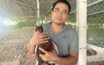 Cử nhân luật kinh tế về quê Quảng Bình nuôi chim quý hiếm như nuôi gà, bán 220.000-250.000 đồng/kg