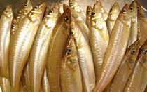 Ra xã đảo Minh Châu của Quảng Ninh xem loài cá vảy óng ánh màu xà cừ, ăn rồi ai cũng mua về làm quà